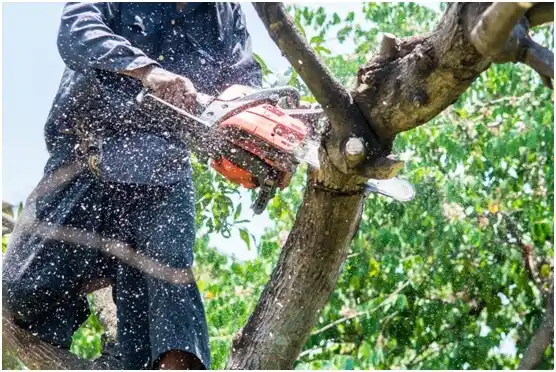 tree services State College